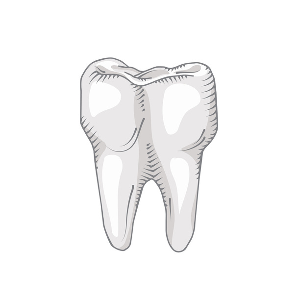 Illustrazione dettagliata del dente
 - Vettoriali, immagini