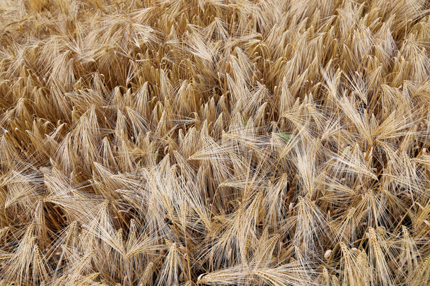 żółta pszenica uszy w polu w lecie - Zdjęcie, obraz