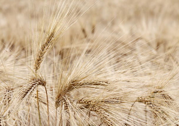 tarwe oren in het veld in de zomer - Foto, afbeelding