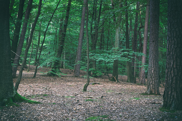 Bosque de hayas en la ladera de la montaña en una reserva natural
 - Foto, imagen