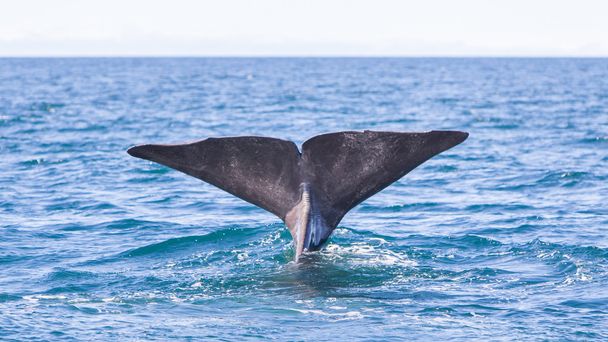 ダイビング マッコウクジラの尻尾 - 写真・画像
