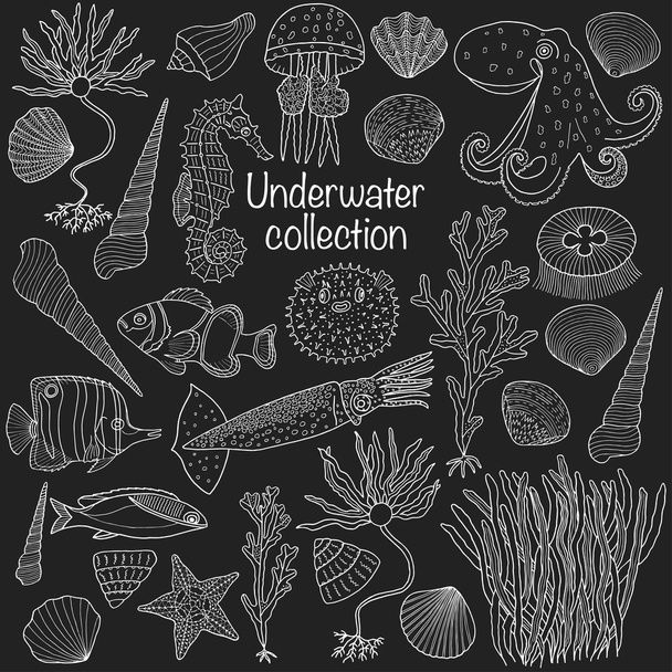 Sea collection: shells, starfish - Valokuva, kuva