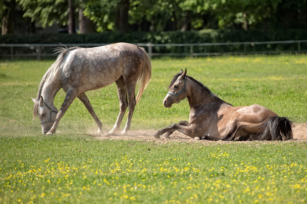 Cavalos em uma clareira
 - Foto, Imagem