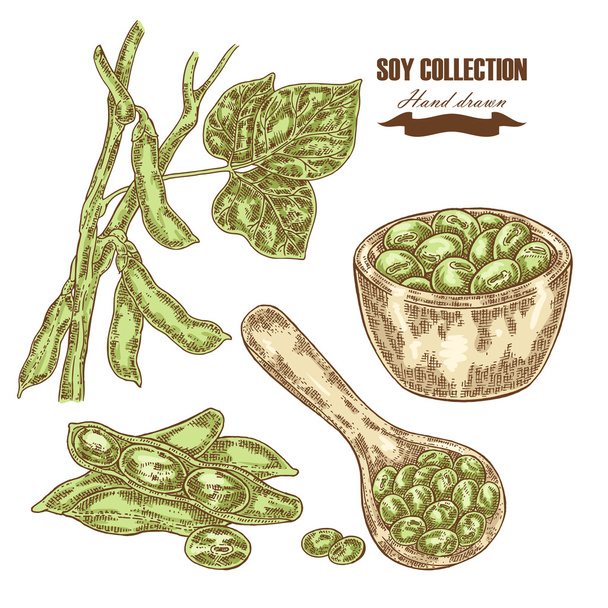 Ručně tažené rostlina sója, sojové, dřevěná naběračka s fazolemi. Vektorové i - Vektor, obrázek