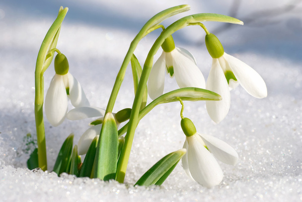 Ανοιξιάτικα λουλούδια λευκόιο - Φωτογραφία, εικόνα