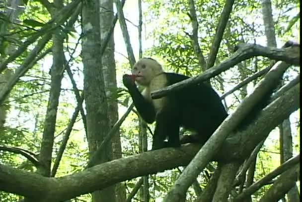 Affe frisst auf Baum - Filmmaterial, Video