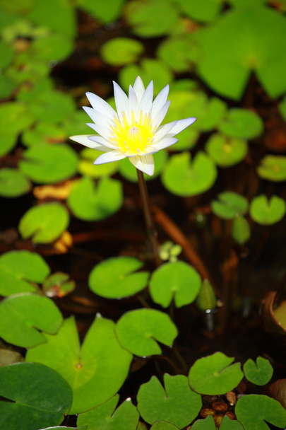 bílé vody lily a zlatá ryba - Fotografie, Obrázek