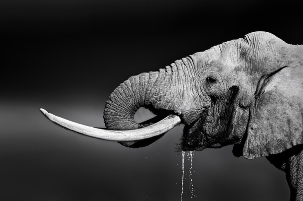 Слон бик питна вода
 - Фото, зображення