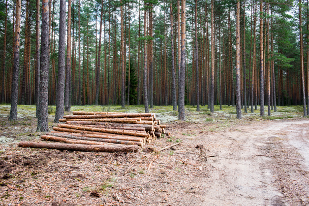 A big pile of wood in a forest road - 写真・画像