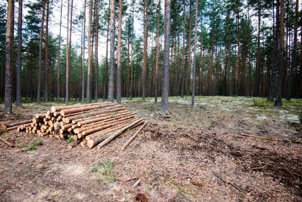 Orman yolunda büyük bir odun yığını - Fotoğraf, Görsel