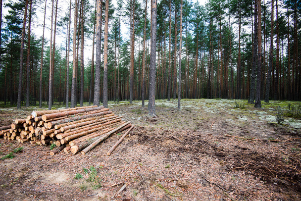 Velká hromada dřeva v lesní cestě - Fotografie, Obrázek