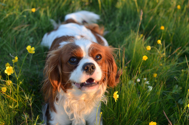 Close-up of a Cavalier King Charles Spaniel Blenheim - Foto, afbeelding