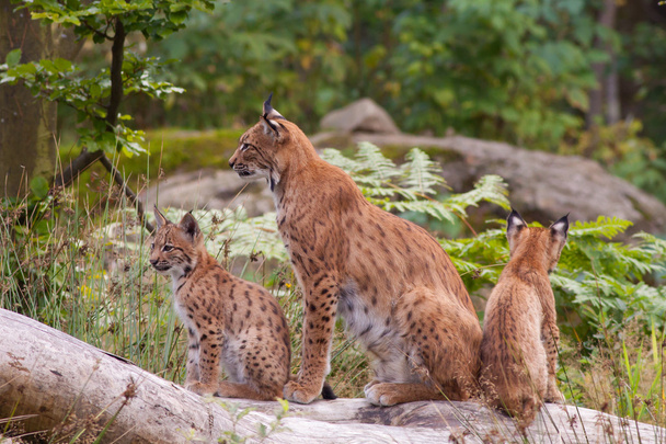 Євразійської рись (Lynx lynx) з ведмежатами - Фото, зображення