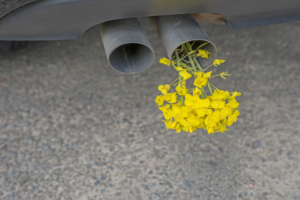 Car pipe exhaust, with yellow rape - Photo, Image