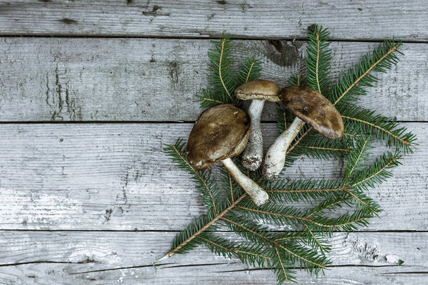 Raw forest mushrooms - Photo, Image