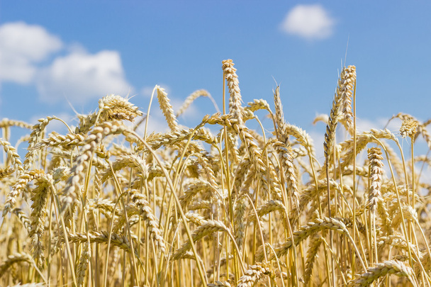 Des pointes de blé mûr contre le ciel
 - Photo, image