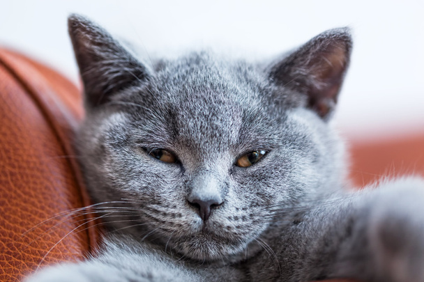 Британский короткошерстный котенок
 - Фото, изображение