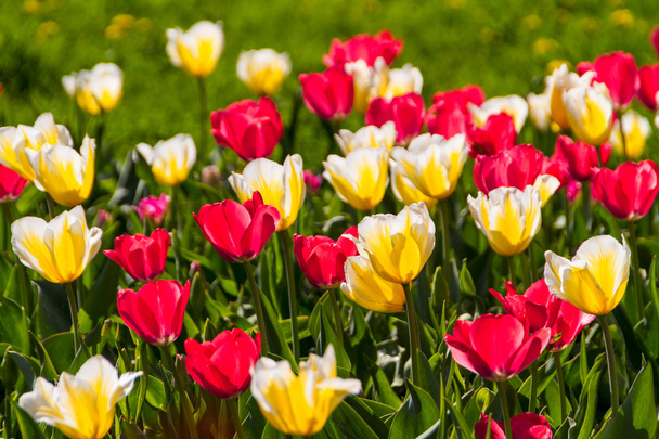 Tulips in spring sun - Фото, изображение