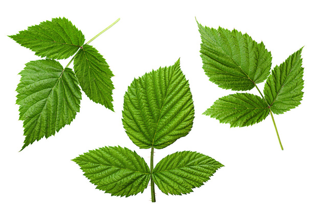 Raspberry leaf set - Foto, afbeelding