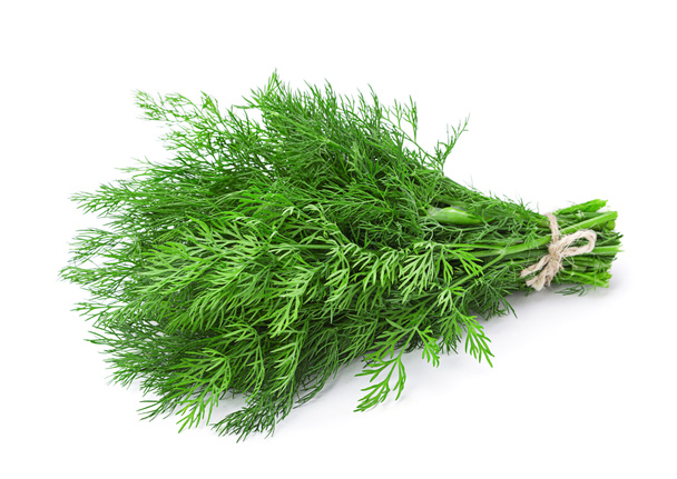 Ароматические травы укропа
 - Фото, изображение