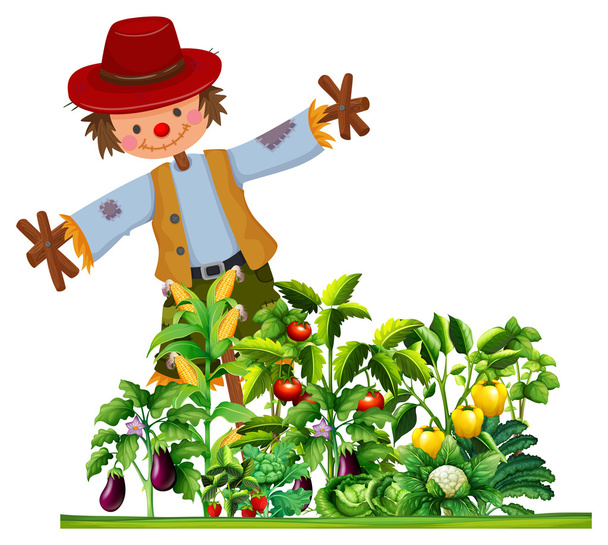 Espantalho e muitos tipos de vegetais no jardim
 - Vetor, Imagem