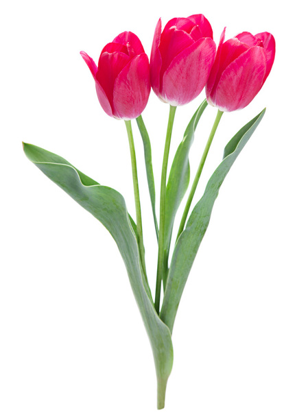 rózsaszín tulipán, a fehér - Fotó, kép