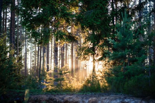 Καλοκαιρινά δάση. φυσικό πράσινο φόντο φως του ήλιου ξύλο - Φωτογραφία, εικόνα