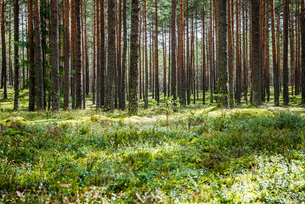 夏の森の木。緑の木漏れ日の背景 - 写真・画像