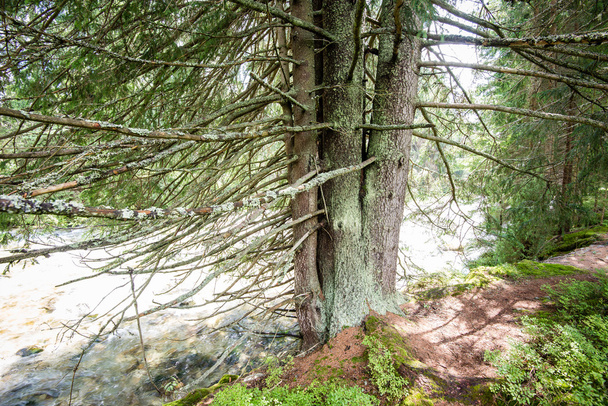 Sommerwaldbäume. Natur grün Holz Sonnenlicht Hintergründe - Foto, Bild