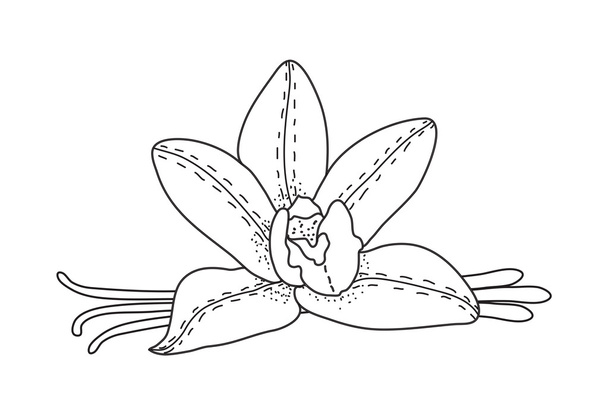 Vanilla flower sketch, vanilla spice. Hand drawing, doodle style. Vector illustration - Vector, Image