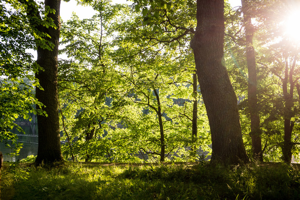 Sommerwaldbäume. Natur grün Holz Sonnenlicht Hintergründe - Foto, Bild
