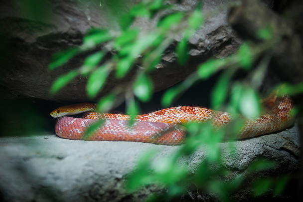 Maïs slang op steen in de dierentuin - Foto, afbeelding