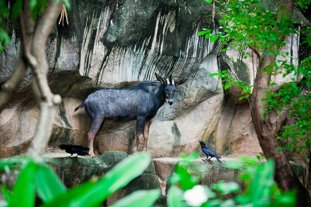 Sumantran Serow A вид козы-антилопы, обитающей в горах
  - Фото, изображение