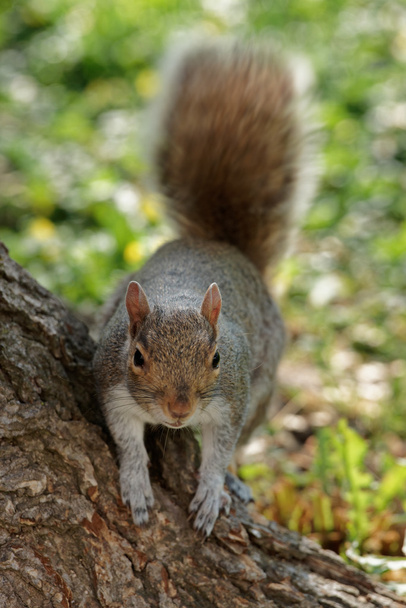 Pluizig eekhoorn in de buurt van de boom in het Park - Foto, afbeelding