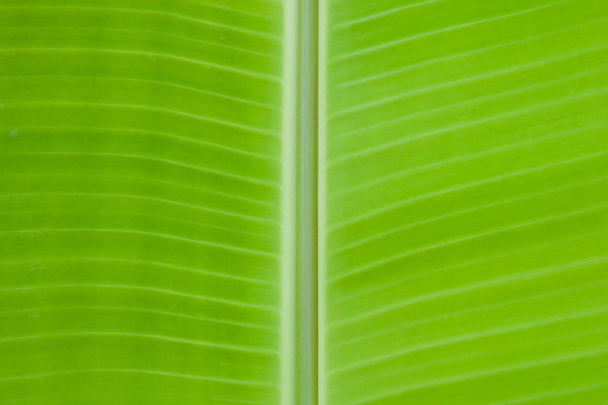 Close-up van bananen blad textuur abstracte achtergrond - Foto, afbeelding