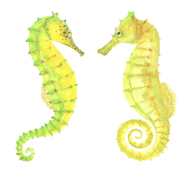 Green and yellow watercolor seahorses - Valokuva, kuva