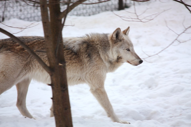 περπάτημα στο χιόνι-γκρί-λύκος - Φωτογραφία, εικόνα