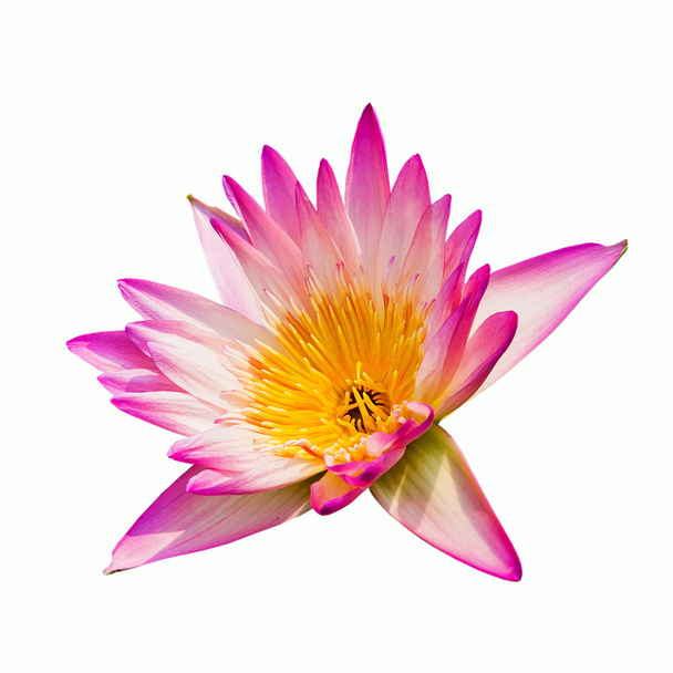 Hermosa flor de loto rosa aislada sobre fondo blanco - Foto, Imagen