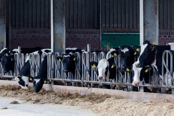 cows in a farm. Dairy cows in a farm. - Foto, imagen