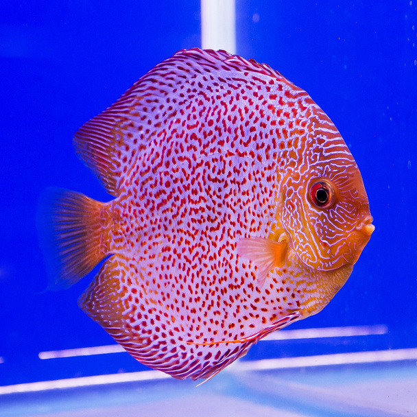 Pesce gatto - Pseudoplatystoma fasciatum davanti isolato su sfondo blu
 - Foto, immagini