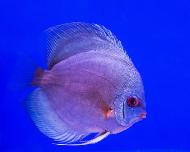 Catfish - Pseudoplatystoma fasciatum en frente aislado sobre fondo azul
 - Foto, imagen