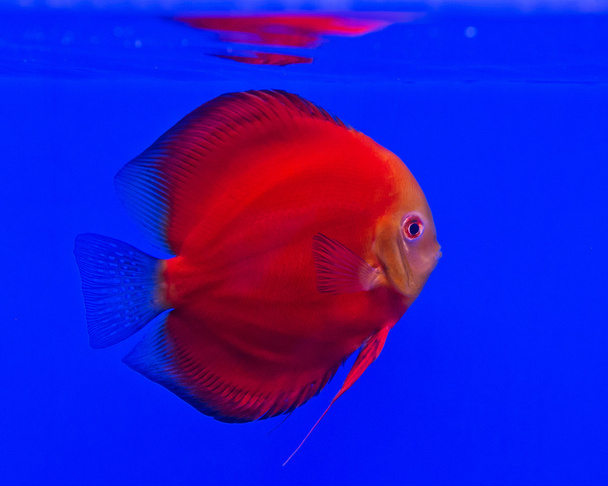 Catfish - Pseudoplatystoma fasciatum en frente aislado sobre fondo azul
 - Foto, imagen