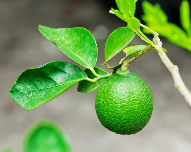 Thai green lemon Tree and leaf in the garden - Fotografie, Obrázek