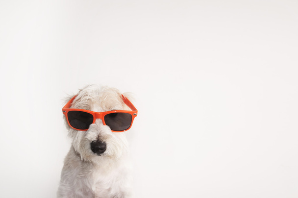 Tiro de un perro Jack Russell Terrier con gafas de caminante
 - Foto, imagen