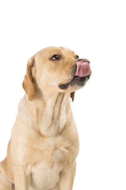 Dog licking isolated on white - Fotografie, Obrázek