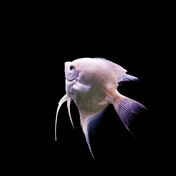 Angelfish (Pterophyllum scalare) dans l'aquarium isolé sur bl
 - Photo, image