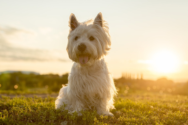 west highland white terrier a very good looking dog - Foto, immagini