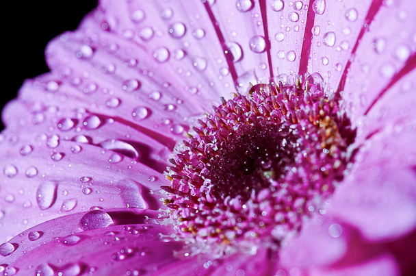 růžová gerbera - Fotografie, Obrázek