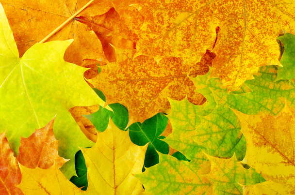 Maple leaves - Foto, immagini