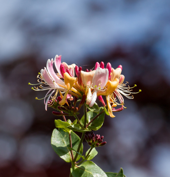 Arbusto de escalada perfumado flores madressilva
 - Foto, Imagem
